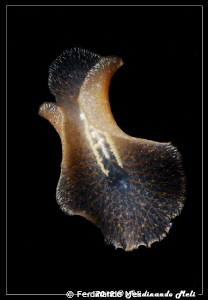 Underwater swimming worm by Ferdinando Meli 